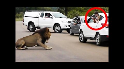 Adorable moment Lion caught crossing the road