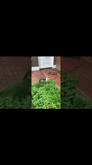 One cat is saying hi to us-cute cat in front of the house