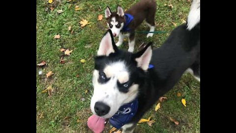 Husky siberiano conhece pela 1ª vez o seu filho