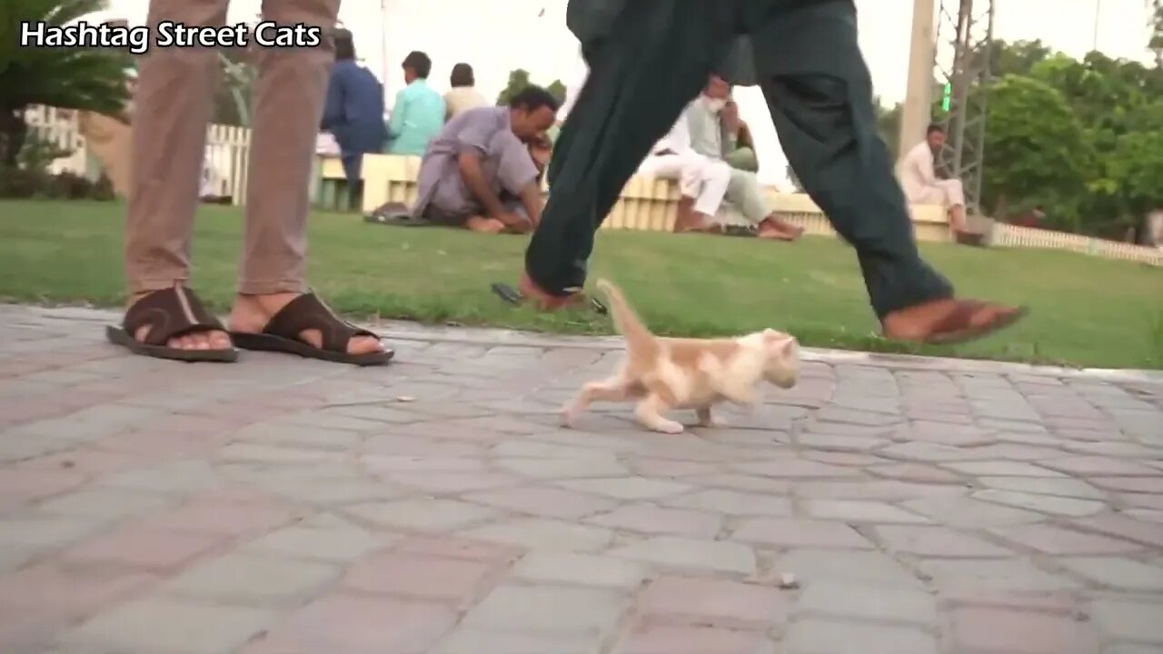 Abandoned kitten stops people to get attention but they're busy in their activities.
