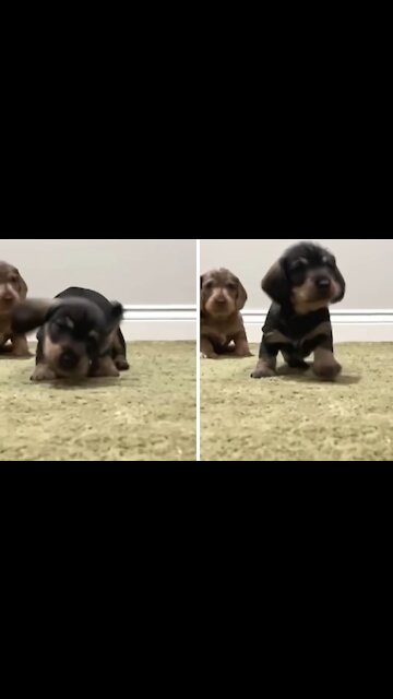 Owner shares adorable video of her newly adopted puppy