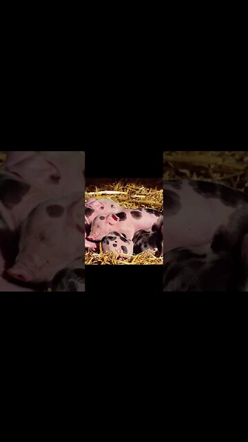 Por que algumas RELIGIÕES consideram CARNE de PORCO um TABU? #shorts