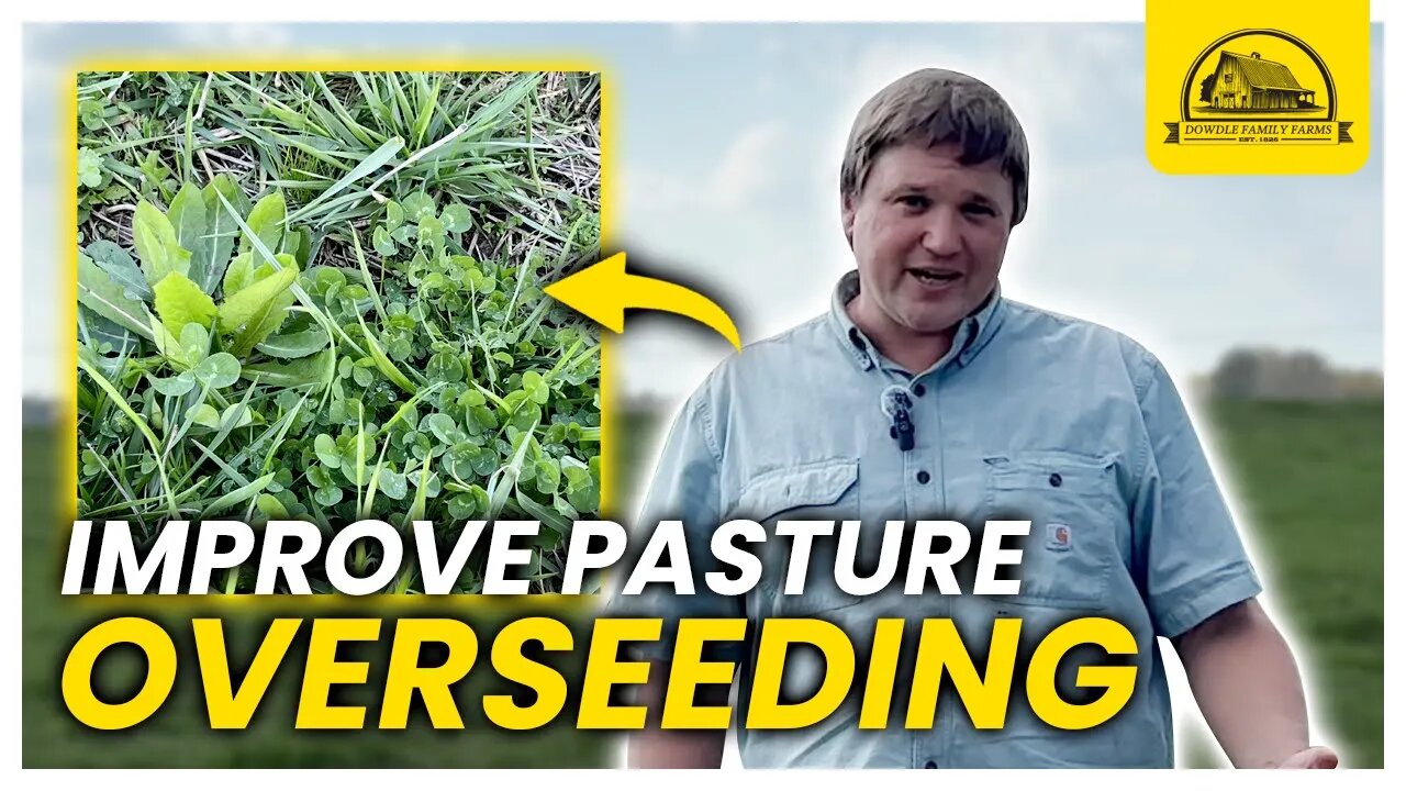 How to Improve Pasture Productivity Easily: Overseeding the Red Field