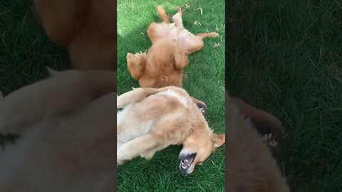 Two Golden Retrievers Playing #goldenretriever