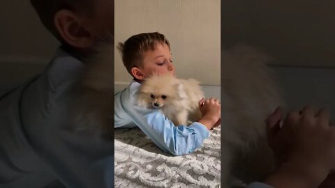 Aww Best beautiful puppy dogs baby🐕‍🦺👦 children With Nice moments #Shorts#youtubepets&_animals#dogs