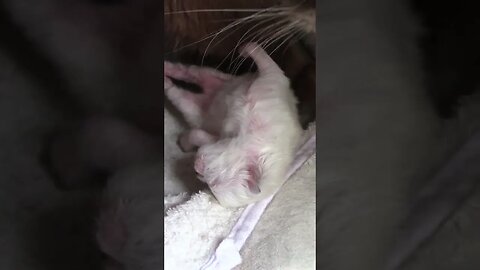 Rose The Adorable Kitten #Shorts 😻