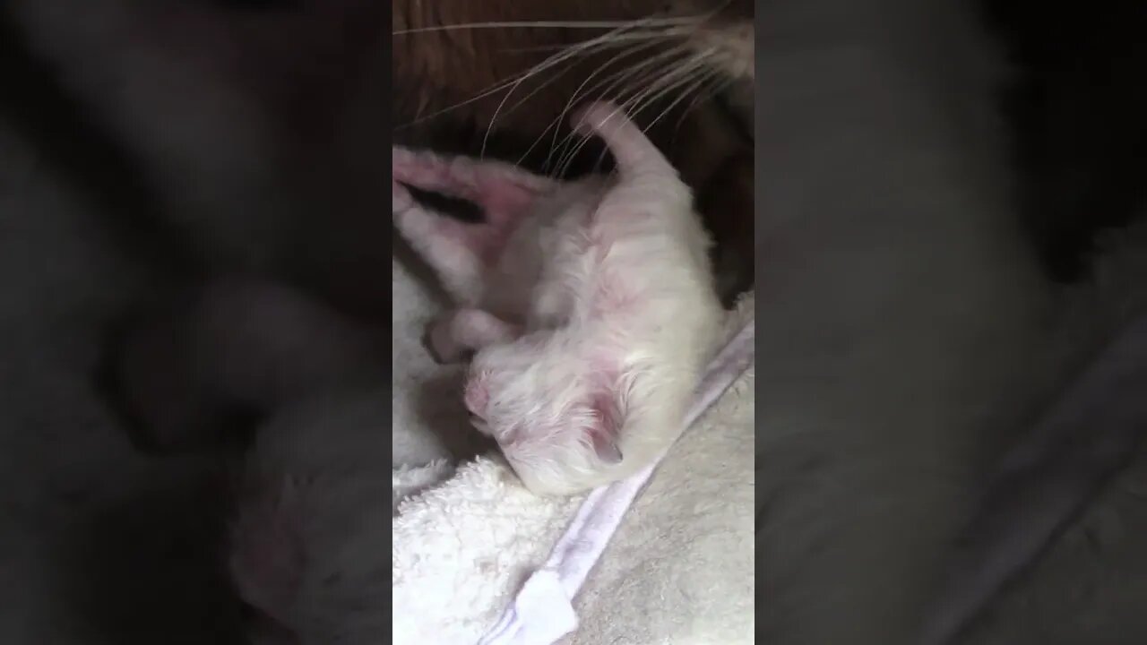 Rose The Adorable Kitten #Shorts 😻