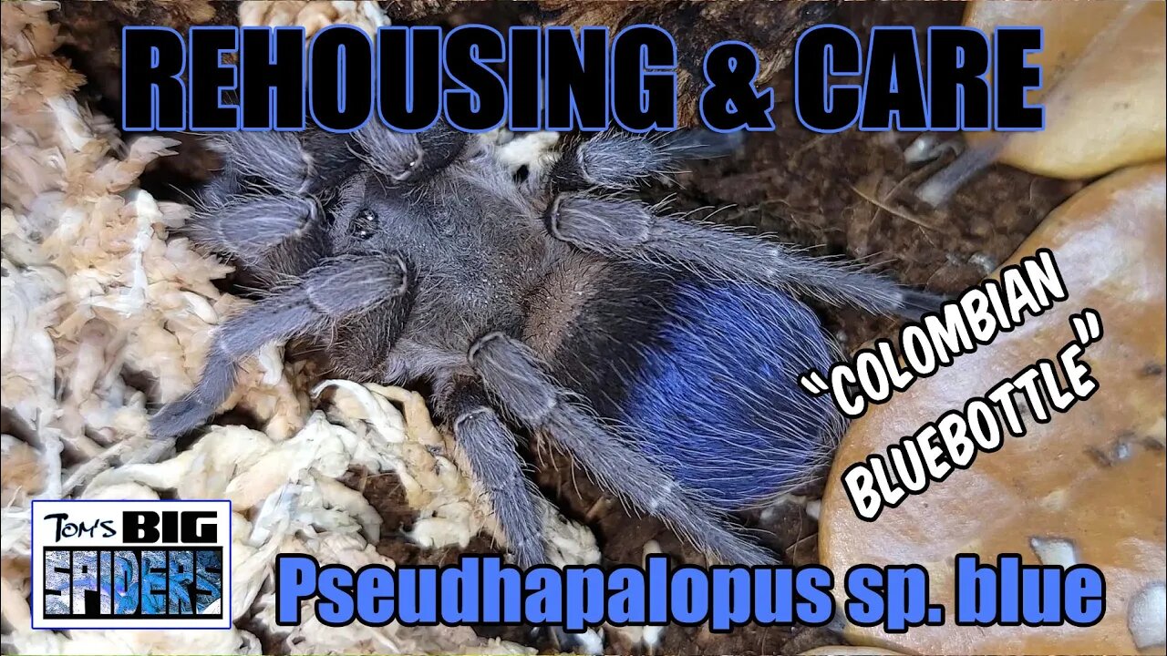 Pseudhapalopus sp. blue "Colombian bluebottle" Rehouse and Care