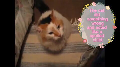A well-behaved and docile cat at home