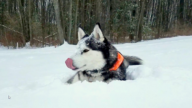 Cute Siberian Husky Max Go Crazy during First Winter Storm 2017