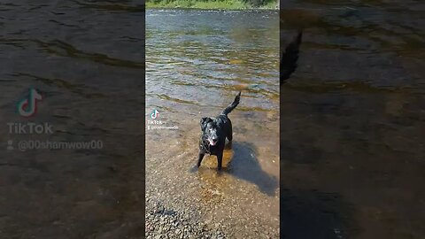 Fun Cooling Off! #dog #doglover #fun #pet #animal #labrador #canada