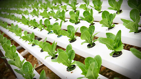 HIGHLIGHTS - Prepper Tips For Coming Food Shortage