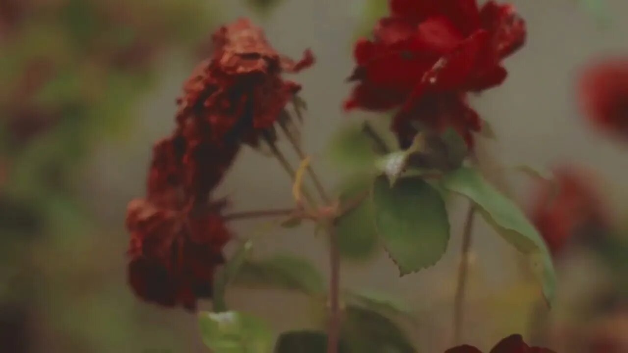 #roseflowermaking