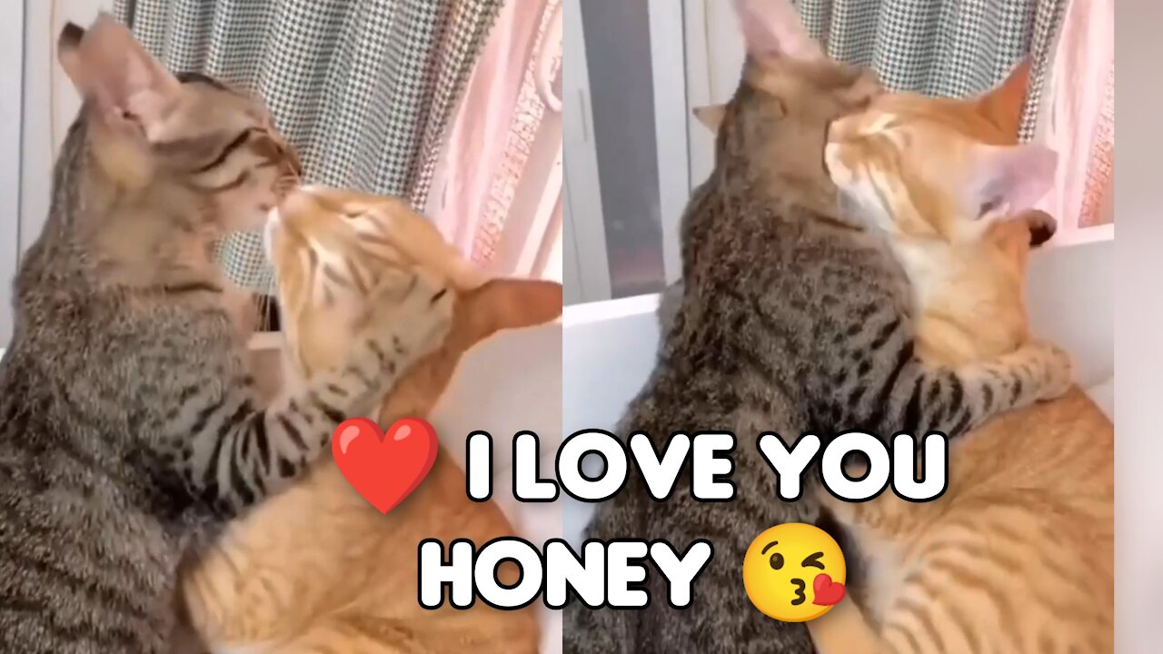 😻😘Cute love birds, Beautiful Couple cats video