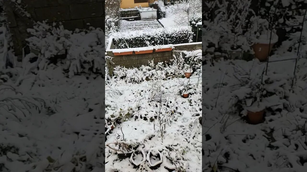 First snow in the garden 19 November 2022 #shorts - Winter Wonderland :-) Do you love winter?