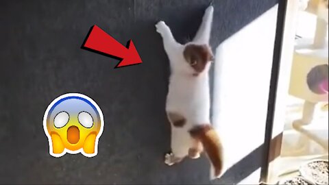 Watch this cat climb a wall like spiderman