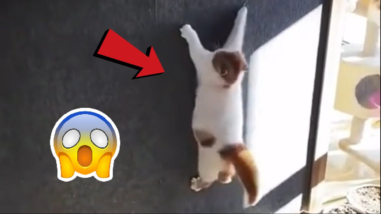 Watch this cat climb a wall like spiderman