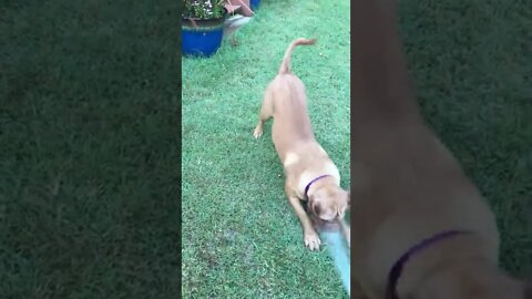 Watering Flowers watering puppy ! LonelyCreek bullmastiff with Bordeaux