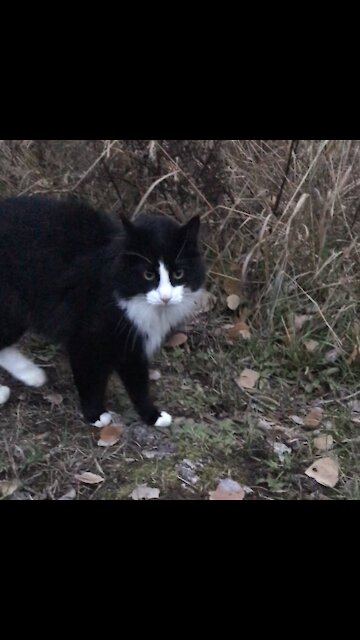 Tuxedo Cat visits for affection