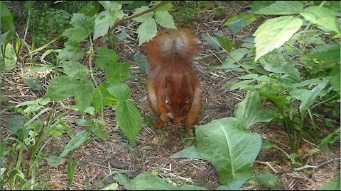 *Squirrel on a walk (Белка на прогулке)