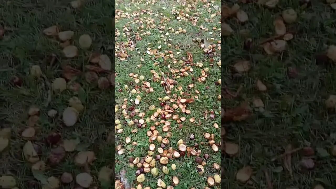 #shorts #kastanien #herbst #oktober