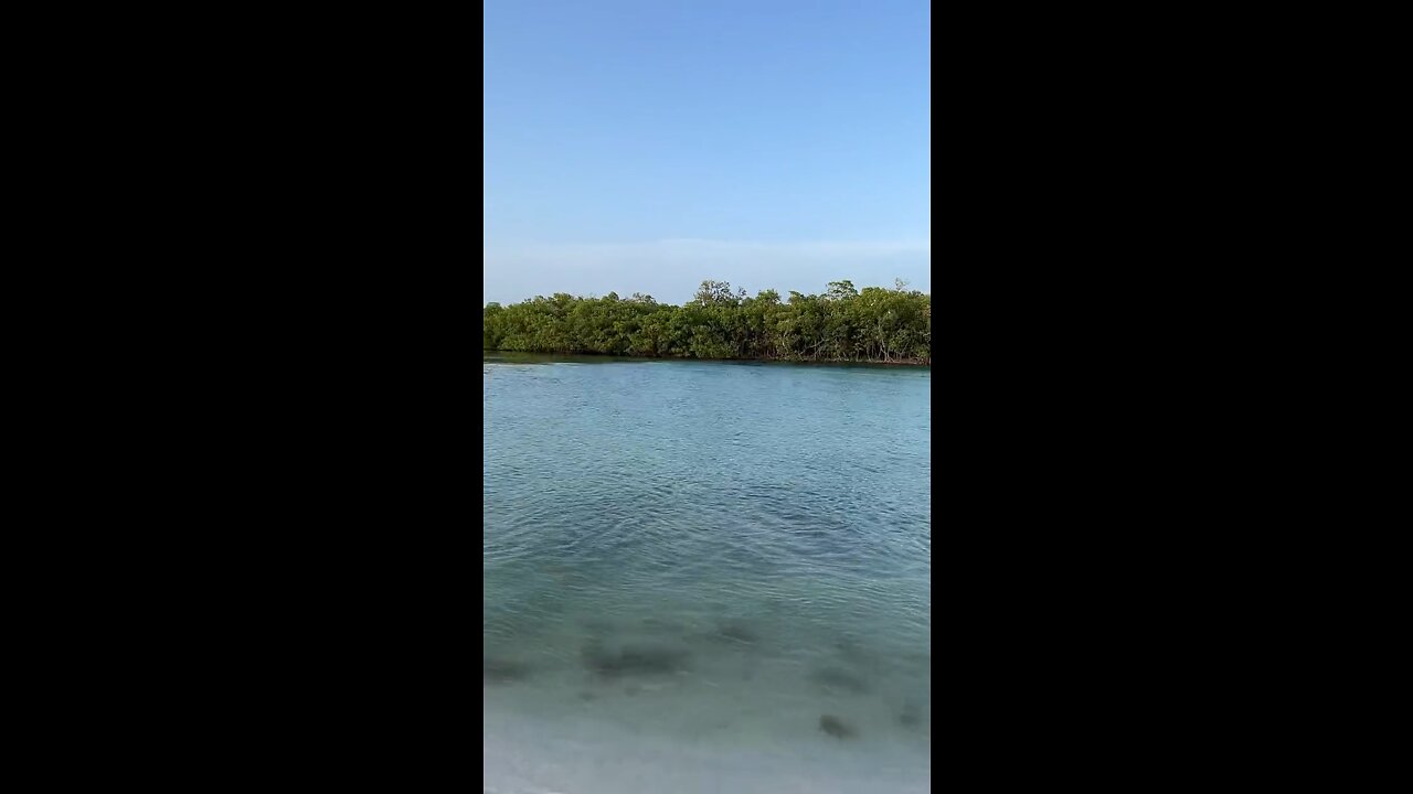 Livestream Clip Dolphins in Big Hickory Pass Part 3