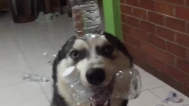 Dog forced to balance water bottle after making mess