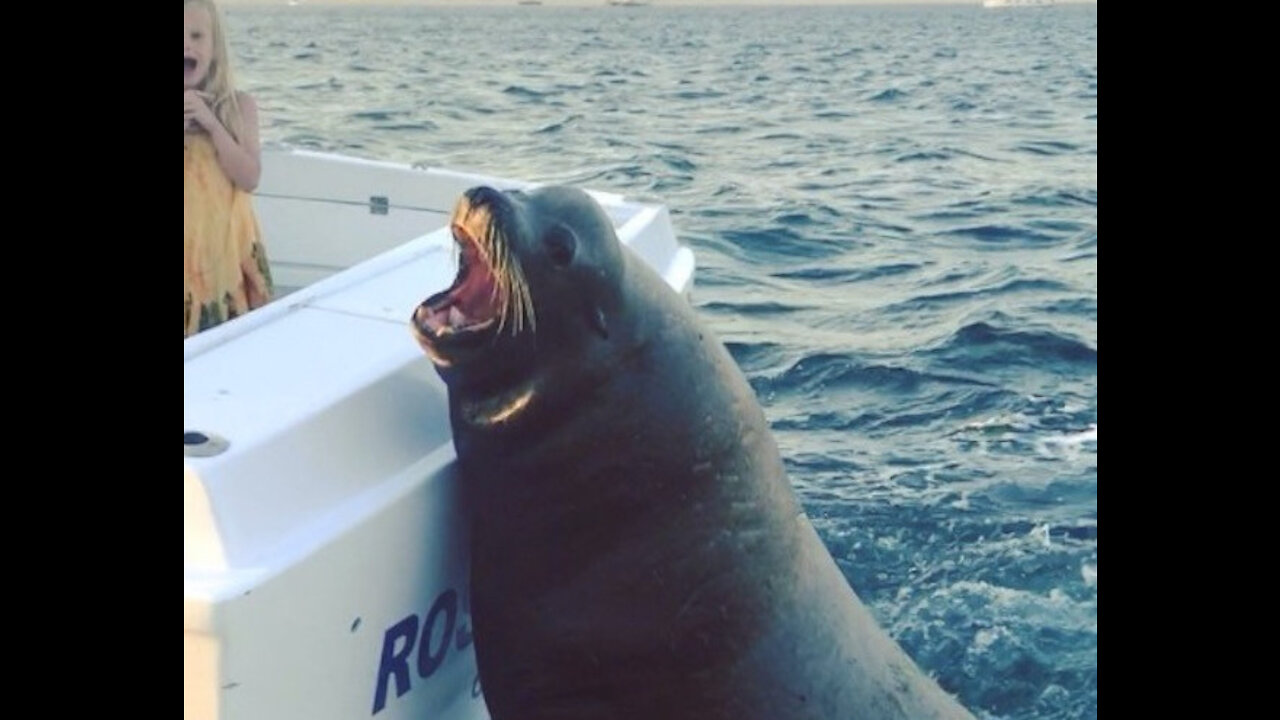 Giant sea lions board fishing boat to ask for snacks