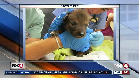 Coyote pup recovering at CROW Clinic