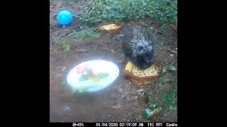 Porcupine Out in the Pouring Rain