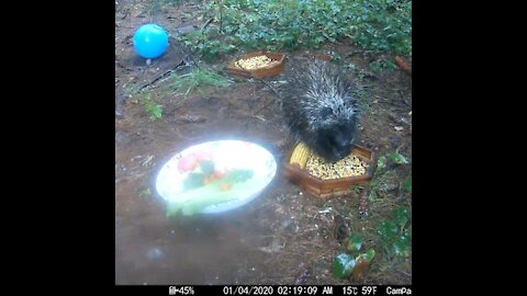 Porcupine Out in the Pouring Rain