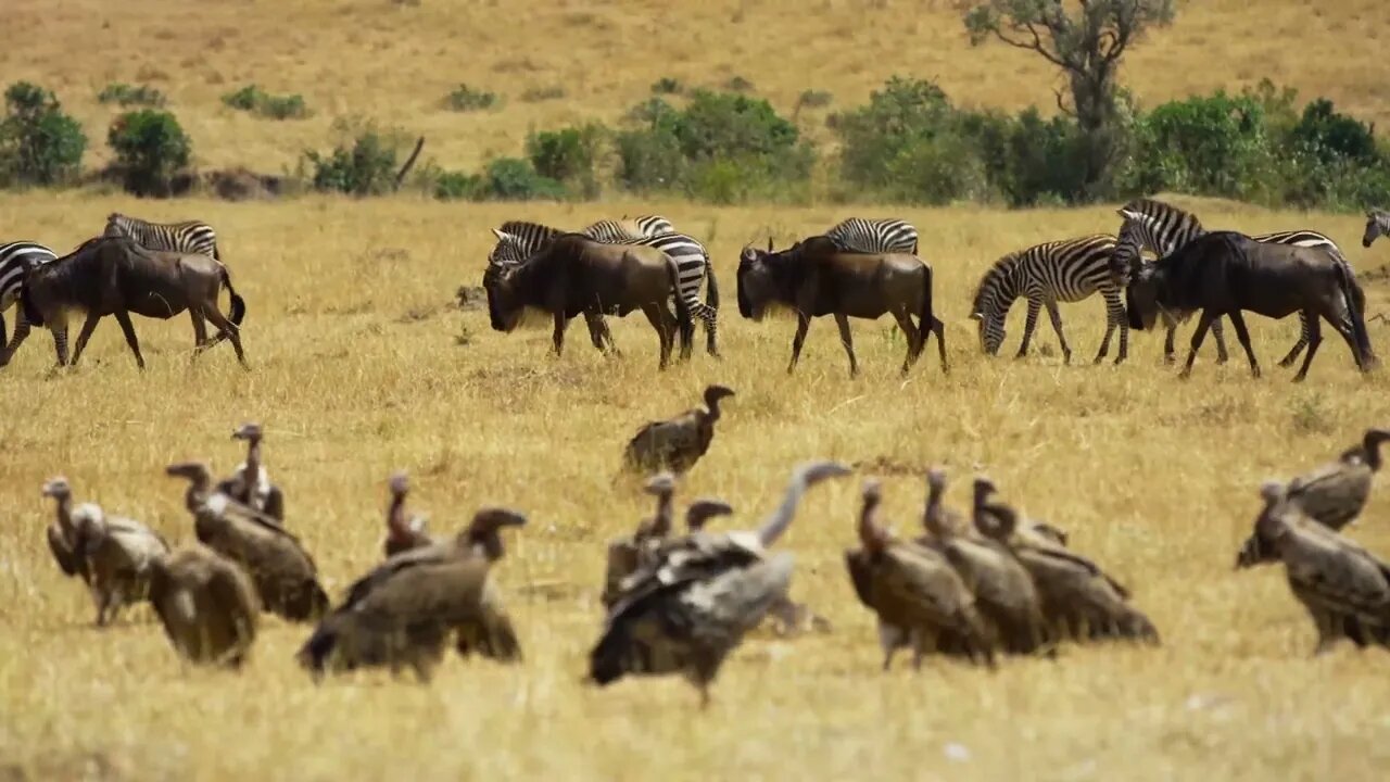 Other animals that live on Amboseli include bison, zebras, wildebeests, and other prairie animals.