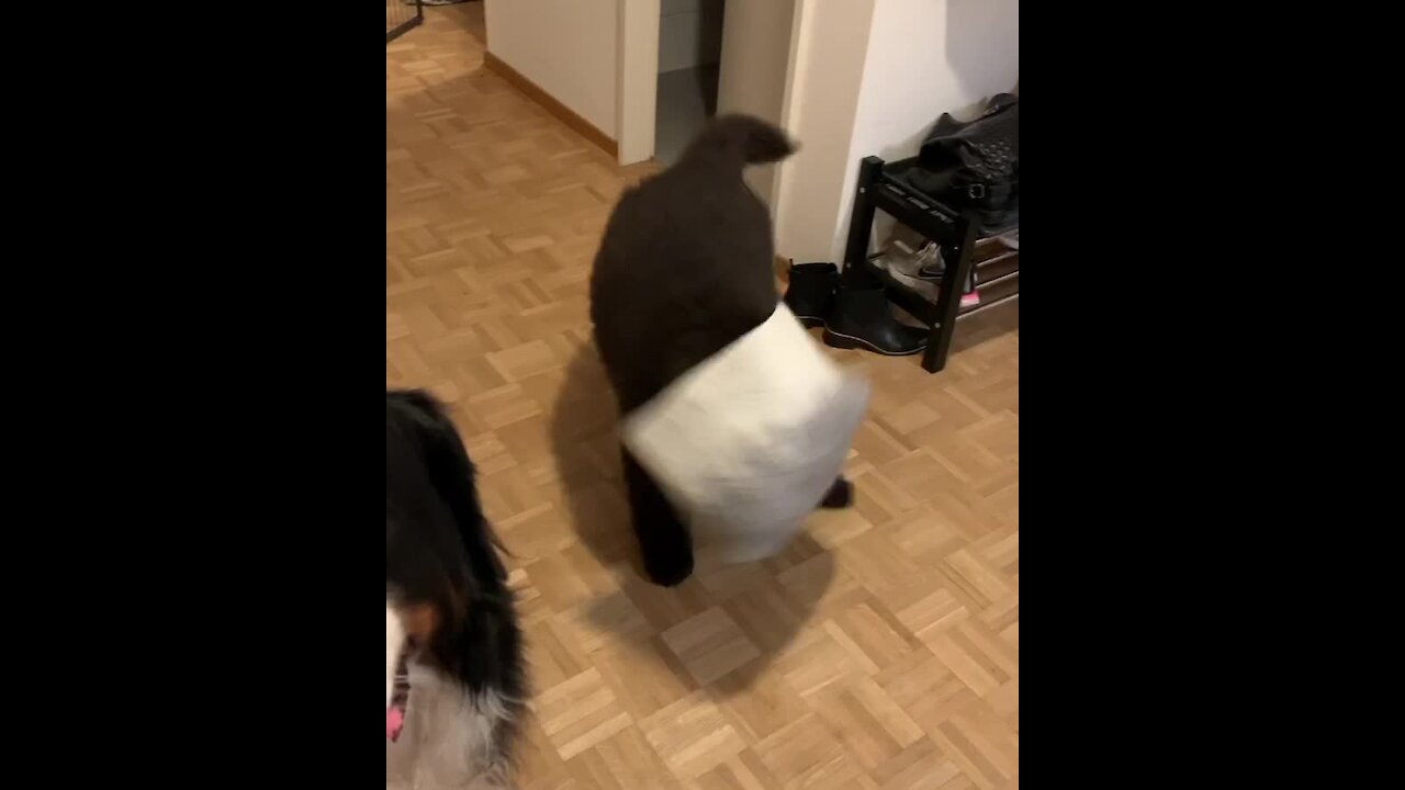 Goofy Newfoundland Puppy Gets Head Stuck In Basket