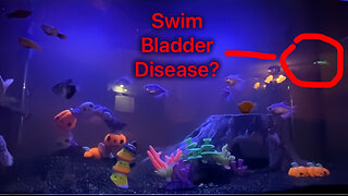 How To Diagnose and Treat A Fish With A Swim Bladder Disease