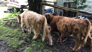 Cows head out and immediately attack the walnut tree!