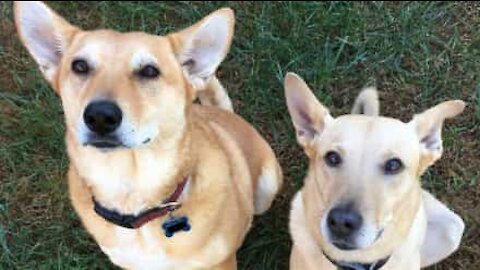 Cão ciumento não deixa seu amigo receber carinhos!