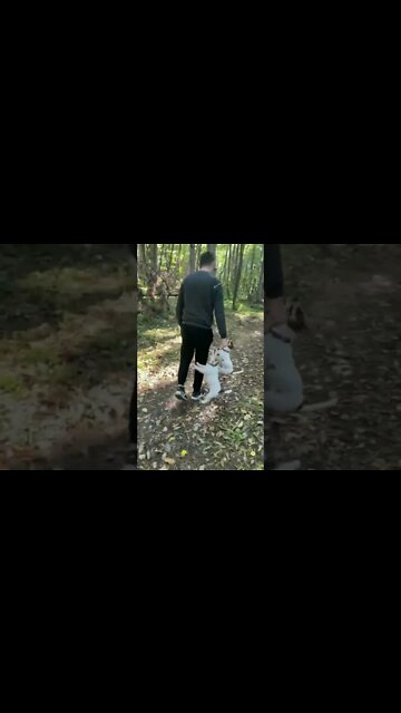 doggos will not surrender their treasure