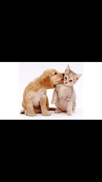 Best Funny Animal Video's funny and Cute Animals Videos🐶