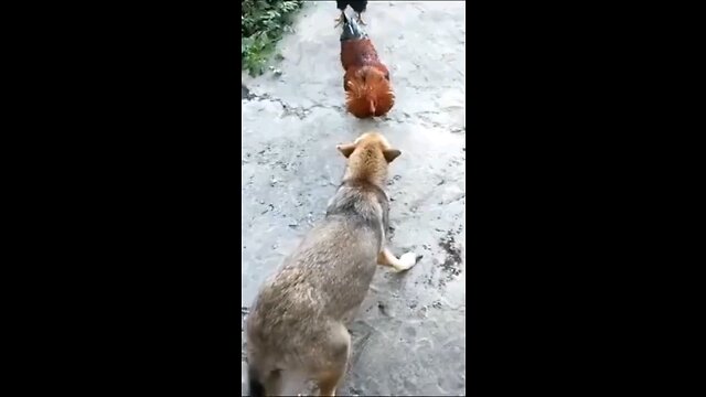 Funny dog videos 😂