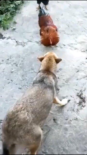 Funny dog videos 😂