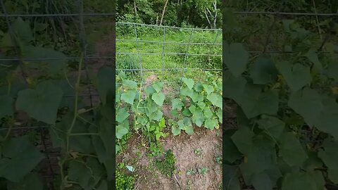 Pickles are coming!!! cucumbers growing fast. #homestead #veggiegarden #nature #homesteading