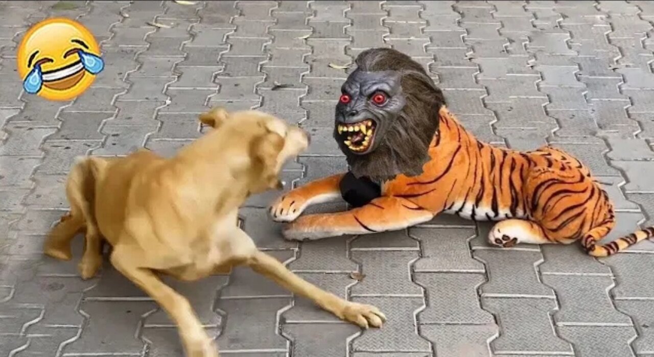 Funniest Animals moments caught on camera