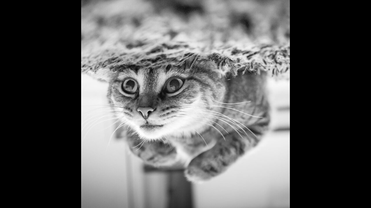 try not to laugh, funny cats, they are awesome!!!