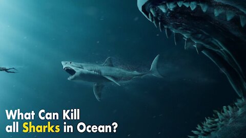 What If All Sharks Disappeared?