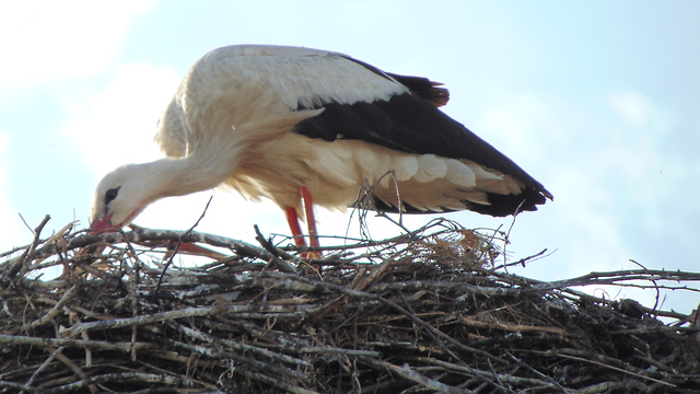 Stork in the Belorussian village