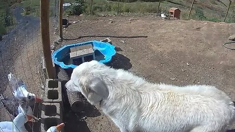 Geese keep maremma pup in his place. See his good natured expression