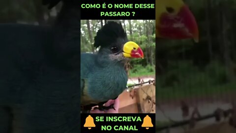 Passarinho Peculiar pt1 #shorts