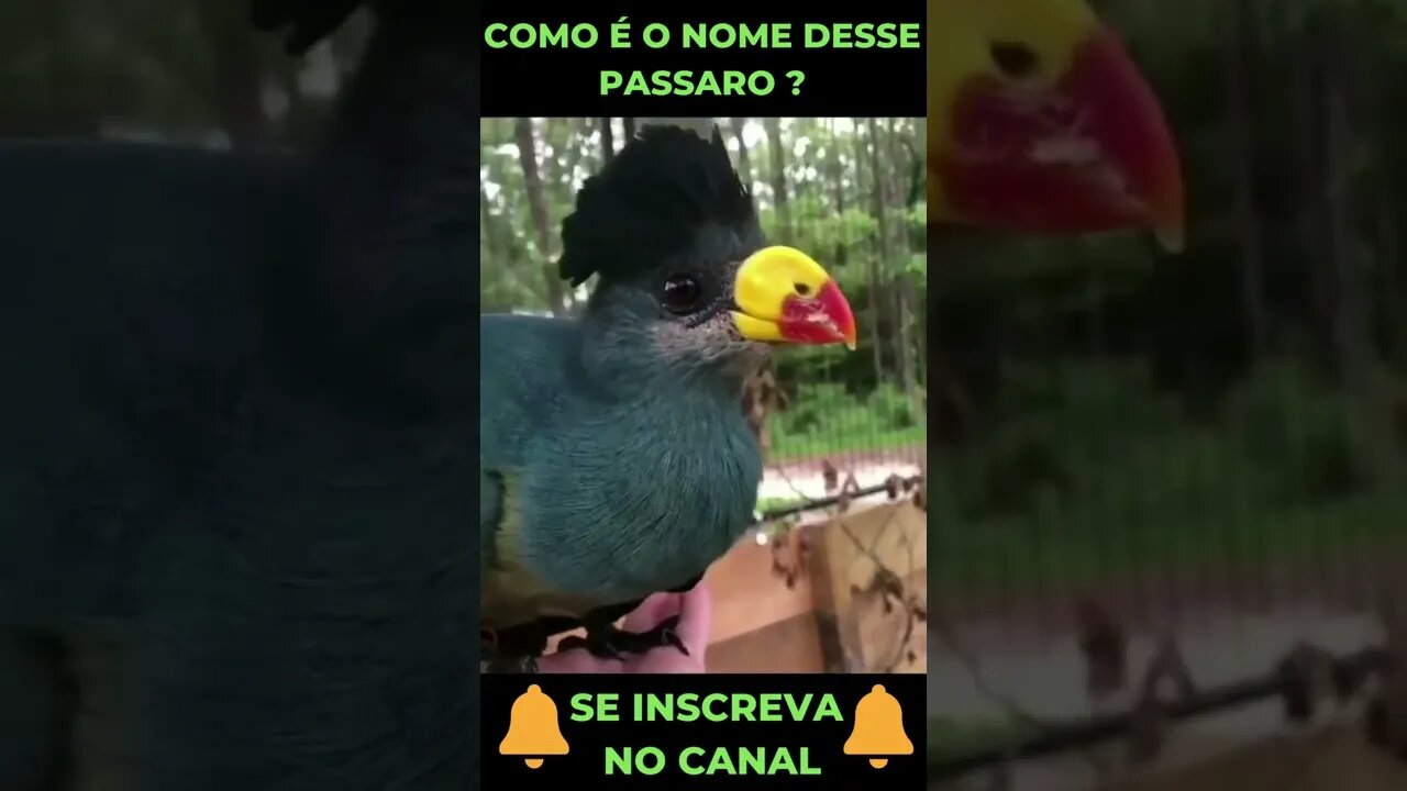 Passarinho Peculiar pt1 #shorts