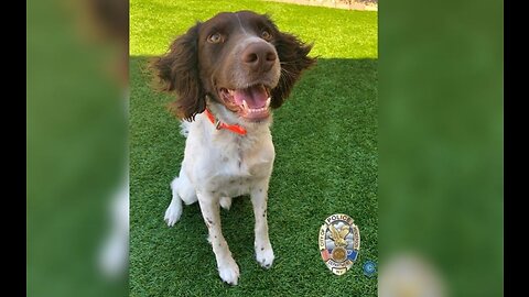 Henderson Police Department K-9 officer has died unexpectedly