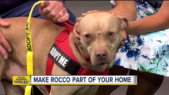 Rescues in Action May 19 | Rocco is ready for new home